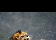 开云体育登录-非洲之狮咆哮赛场，力争新一轮胜利！的简单介绍